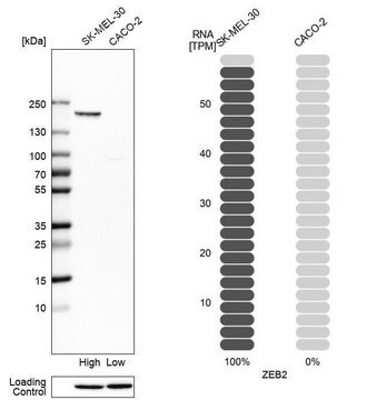 抗ZEB2 ウサギ宿主抗体 Prestige Antibodies&#174; Powered by Atlas Antibodies, affinity isolated antibody, buffered aqueous glycerol solution