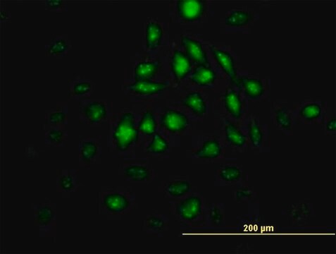 Monoclonal Anti-KLF10 antibody produced in mouse clone 4G9, purified immunoglobulin, buffered aqueous solution