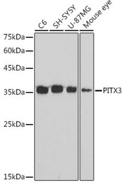 Anti-PITX3 antibody produced in rabbit