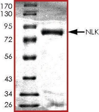 NLK, active, GST tagged human PRECISIO&#174;, recombinant, expressed in baculovirus infected Sf9 cells, &#8805;70% (SDS-PAGE), buffered aqueous glycerol solution