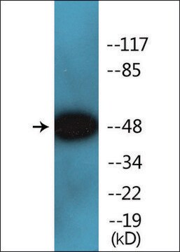 抗-リン酸化-Smad2/3（pThr8） ウサギ宿主抗体 affinity isolated antibody