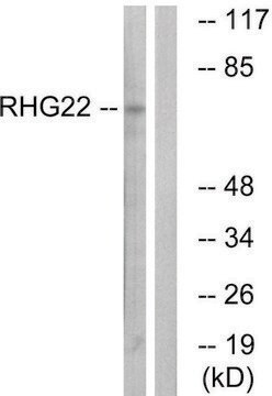 Anti-RHG22 antibody produced in rabbit affinity isolated antibody