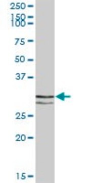 Anti-STX11 antibody produced in mouse purified immunoglobulin, buffered aqueous solution