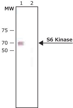 Anti-S6 Kinase antibody produced in rabbit whole antiserum