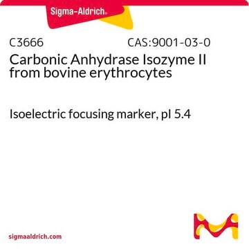 Karbonanhydraseisozym II aus Rindererythrocyten Isoelectric focusing marker, pI&#160;5.4