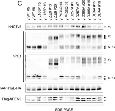 Anti-Presenilin-1 Antibody, loop, a.a. 263-378, CT, clone PS1-loop ascites fluid, clone PS1-loop, Chemicon&#174;