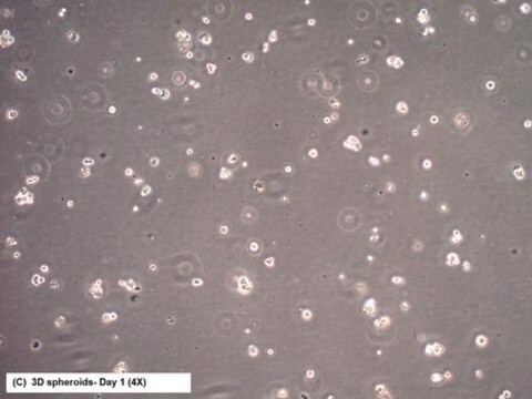 Linia komórkowa CR4 ludzkiego raka jelita grubego CR4 is a unique, cancer stem cell (CSC) enriched, human colorectal cancer cell line useful for CSC-targeted drug development and research focused on cancer cell and CSC biology.