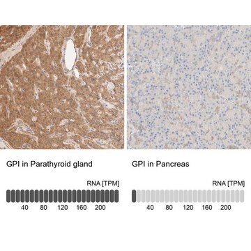 抗GPI ウサギ宿主抗体 Prestige Antibodies&#174; Powered by Atlas Antibodies, affinity isolated antibody, buffered aqueous glycerol solution