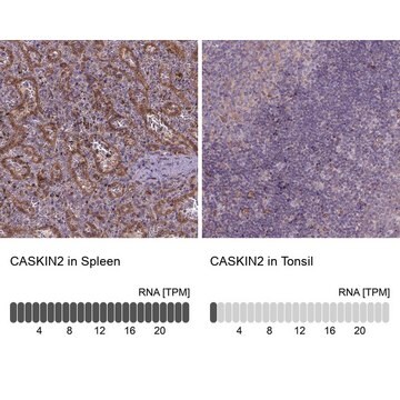 Anti-CASKIN2 Prestige Antibodies&#174; Powered by Atlas Antibodies, affinity isolated antibody