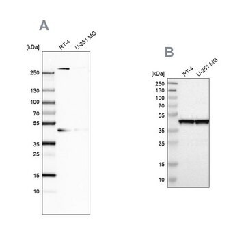 抗-SMARCB1 兔抗 Prestige Antibodies&#174; Powered by Atlas Antibodies, affinity isolated antibody, buffered aqueous glycerol solution