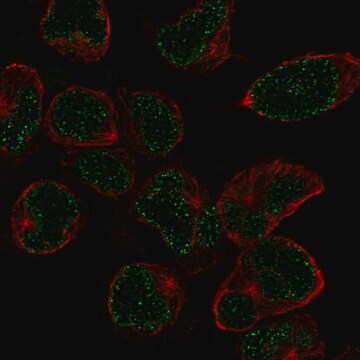 Przeciwciało anty-Nkx2-6 wytwarzane u królików Prestige Antibodies&#174; Powered by Atlas Antibodies, affinity isolated antibody, buffered aqueous glycerol solution