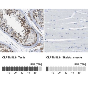 Anti-CLPTM1L antibody produced in rabbit Prestige Antibodies&#174; Powered by Atlas Antibodies, affinity isolated antibody, buffered aqueous glycerol solution