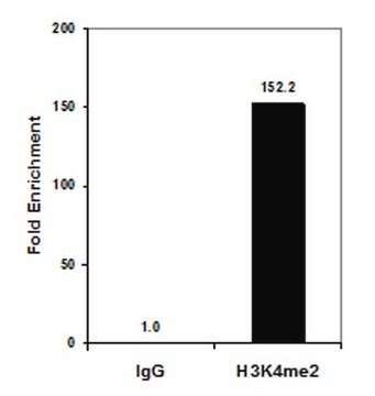 Przeciwciało przeciwko dimetylowi histonu H3 (Lys4), klon CMA303 clone CMA303, from mouse