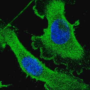 Anti-CEP89 antibody produced in rabbit Prestige Antibodies&#174; Powered by Atlas Antibodies, affinity isolated antibody, buffered aqueous glycerol solution