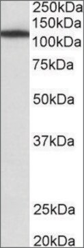 Anti-MYO1B antibody produced in goat affinity isolated antibody, buffered aqueous solution