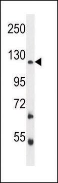 ANTI-FBRSL1 (C-TERM) antibody produced in rabbit IgG fraction of antiserum, buffered aqueous solution