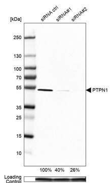 Anti-PTPN1 antibody produced in rabbit Prestige Antibodies&#174; Powered by Atlas Antibodies, affinity isolated antibody, buffered aqueous glycerol solution