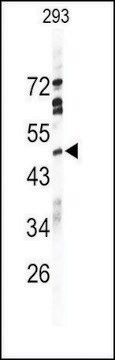 Anti-SIGLEC7 (D-siglec) (C-term G391) antibody produced in rabbit IgG fraction of antiserum, buffered aqueous solution