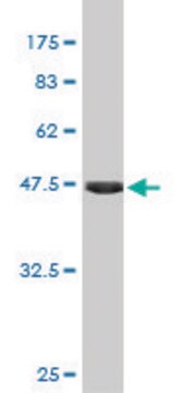 Monoclonal Anti-FGF21 antibody produced in mouse clone 1A8, purified immunoglobulin, buffered aqueous solution