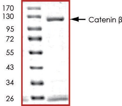 Catenin &#946;、GSTタグ融合 ヒト recombinant, expressed in baculovirus infected Sf9 cells, &#8805;70% (SDS-PAGE), buffered aqueous glycerol solution