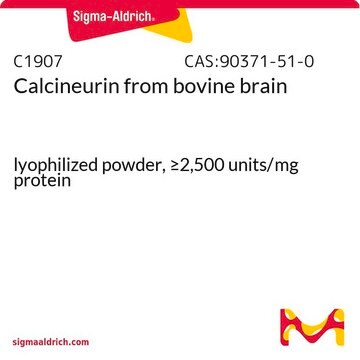 Calcineurin aus Rinderhirn lyophilized powder, &#8805;2,500&#160;units/mg protein