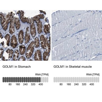 抗GOLM1抗体 ウサギ宿主抗体 Prestige Antibodies&#174; Powered by Atlas Antibodies, affinity isolated antibody, buffered aqueous glycerol solution