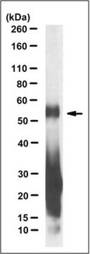 Anti-C9ORF72/C9RANT (Poly-GA)-Antikörper, Klon 5E9 clone 5E9, from mouse