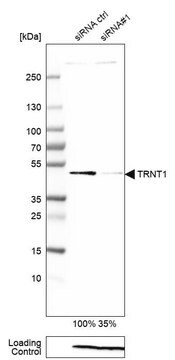 Anti-TRNT1 antibody produced in rabbit Prestige Antibodies&#174; Powered by Atlas Antibodies, affinity isolated antibody, buffered aqueous glycerol solution