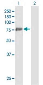 Anti-PADI3 antibody produced in mouse purified immunoglobulin, buffered aqueous solution