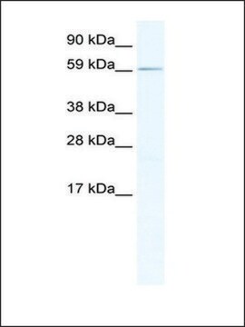 Anti-RBM14 antibody produced in rabbit IgG fraction of antiserum