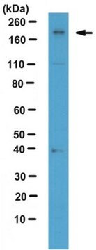 Anticuerpo anti-Chd2, clon 8H3 clone 8H3, from rat