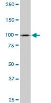 Monoclonal Anti-MYBL1 antibody produced in mouse clone 2A2, purified immunoglobulin, buffered aqueous solution