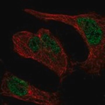 Anti-LZTR1 antibody produced in rabbit Prestige Antibodies&#174; Powered by Atlas Antibodies, affinity isolated antibody, buffered aqueous glycerol solution