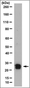 Anti-Somatotropin/GH1 Antibody, clone 1H1.1 clone 1H1.1, from mouse