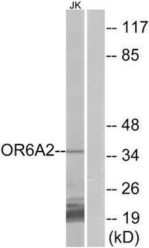 Anti-OR6A2 antibody produced in rabbit affinity isolated antibody