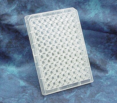 Greiner 96 well plates, polypropylene 0.5 mL/well, clear