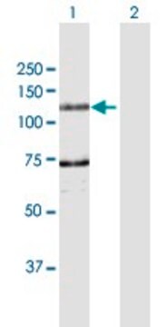 Anti-DDHD1 antibody produced in rabbit purified immunoglobulin, buffered aqueous solution