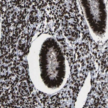 Anti-NPM1 antibody produced in rabbit Prestige Antibodies&#174; Powered by Atlas Antibodies, affinity isolated antibody, buffered aqueous glycerol solution