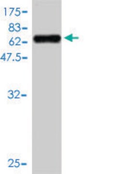 Monoclonal Anti-TMEM115 antibody produced in mouse clone 3D4, purified immunoglobulin, buffered aqueous solution