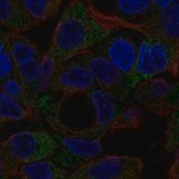 Anti-NOTUM antibody produced in rabbit Prestige Antibodies&#174; Powered by Atlas Antibodies, affinity isolated antibody, buffered aqueous glycerol solution