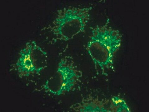 Anti-Mitochondrien-Antikörper, Oberfläche intakter Mitochondrien, Klon 113-1 clone 113-1, Chemicon&#174;, from mouse