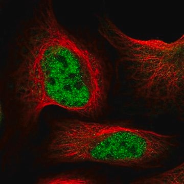 Anti-INTS9 antibody produced in rabbit Prestige Antibodies&#174; Powered by Atlas Antibodies, affinity isolated antibody