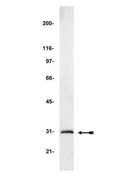 Anticorps anti-GFP (protéine fluorescente verte) Upstate&#174;, from chicken