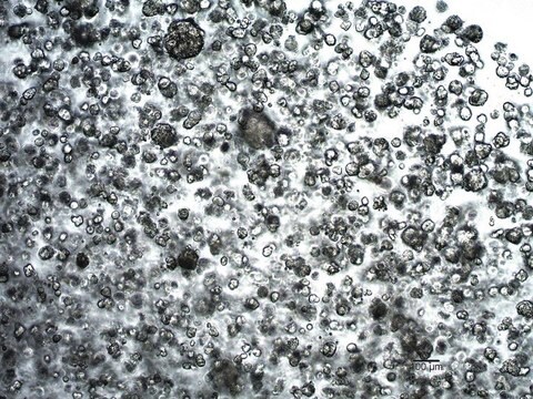 3dGRO&#174; Human Lung Organoids (LPTO.126)