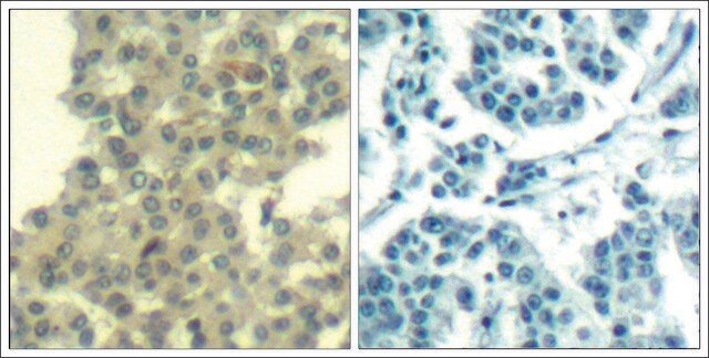 抗-ERBB3 (Ab-1328) 兔抗 affinity isolated antibody