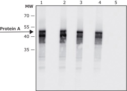 Anti-Protein A antibody, Mouse Monoclonal clone SPA-27, purified from hybridoma cell culture