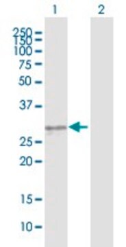 Anti-KLK3 antibody produced in mouse purified immunoglobulin, buffered aqueous solution