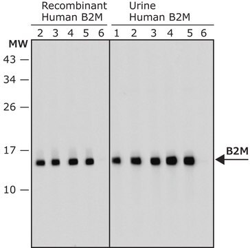 Przeciwciało anty-B2M, mysie monoklonalne clone 92A, purified from hybridoma cell culture