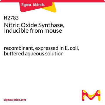 Nitric Oxide Synthase, Inducible from mouse recombinant, expressed in E. coli, buffered aqueous solution