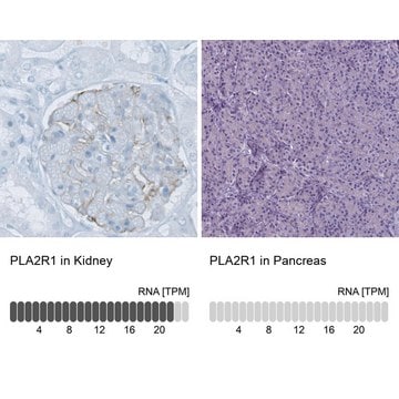 Monoclonal Anti-PLA2R1 antibody produced in mouse Prestige Antibodies&#174; Powered by Atlas Antibodies, clone CL0474, purified immunoglobulin, buffered aqueous glycerol solution